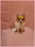 Sydney, a female Pomeranian for sale in Clarksville, TN – 5 of 6
