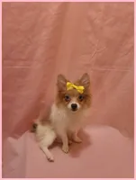 Sydney, a female Pomeranian for sale in Clarksville, TN – 1 of 6