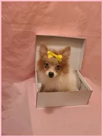 Sydney, a female Pomeranian for sale in Clarksville, TN – 4 of 6