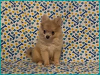 Timmy, a male Pomeranian for sale in Clarksville, TN – 3 of 5