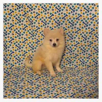 Peter, a male American Eskimo and Pomeranian for sale in Clarksville, TN – 2 of 3
