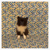 Sonny, a male American Eskimo and Pomeranian for sale in Clarksville, TN – 2 of 3