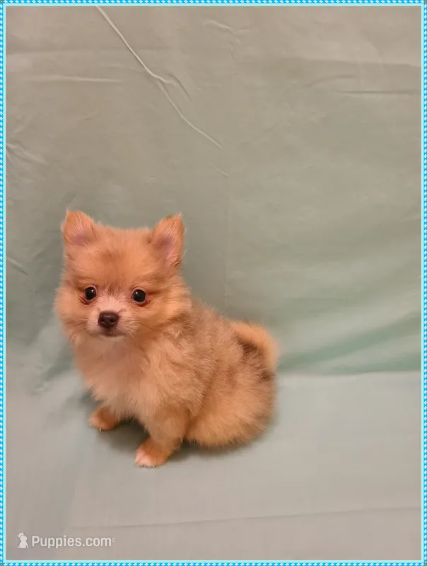 Timmy – Pomeranian puppy for sale in Clarksville, TN