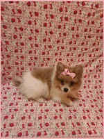 Sydney, a female Pomeranian for sale in Clarksville, TN – 2 of 3