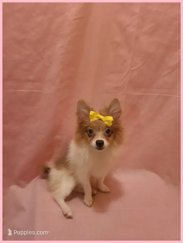 Sydney – Pomeranian puppy for sale in Clarksville, TN
