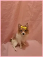 Sydney, a female Pomeranian for sale in Clarksville, TN – 1 of 6