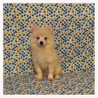 Peter, a male American Eskimo and Pomeranian for sale in Clarksville, TN – 1 of 3
