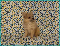 Timmy, a male Pomeranian for sale in Clarksville, TN – 2 of 5
