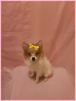 Sydney, a female Pomeranian for sale in Clarksville, TN – 3 of 6