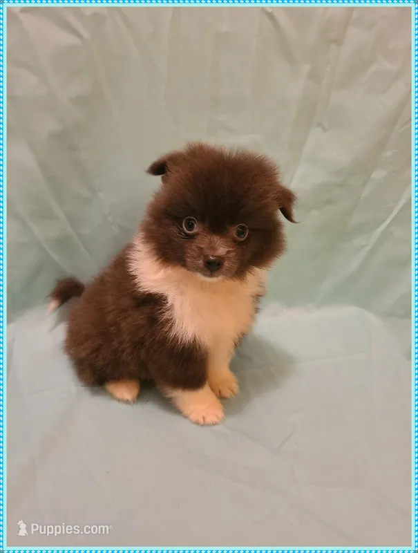 Sonny – American Eskimo, Pomeranian puppy for sale in Clarksville, TN