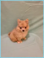 Timmy, a male Pomeranian for sale in Clarksville, TN – 3 of 5