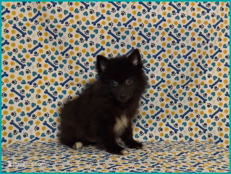 Sammy – American Eskimo, Pomeranian puppy for sale in Clarksville, TN