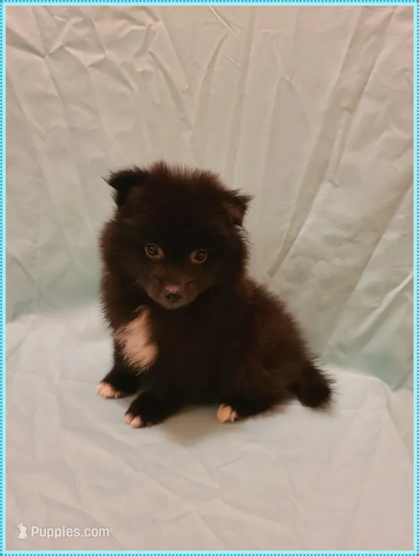 Sammy – American Eskimo, Pomeranian puppy for sale in Clarksville, TN