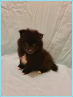 Sammy, a male American Eskimo and Pomeranian for sale in Clarksville, TN – 1 of 5