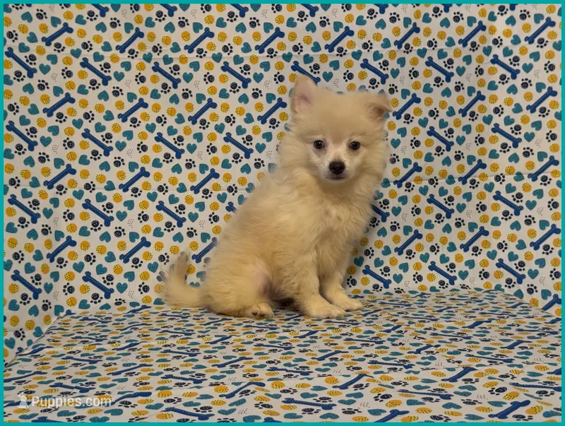 Peter – American Eskimo, Pomeranian puppy for sale in Clarksville, TN