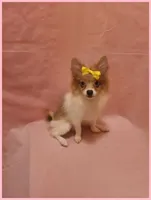 Sydney, a female Pomeranian for sale in Clarksville, TN – 4 of 6
