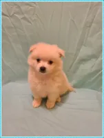 Peter, a male American Eskimo and Pomeranian for sale in Clarksville, TN – 3 of 4