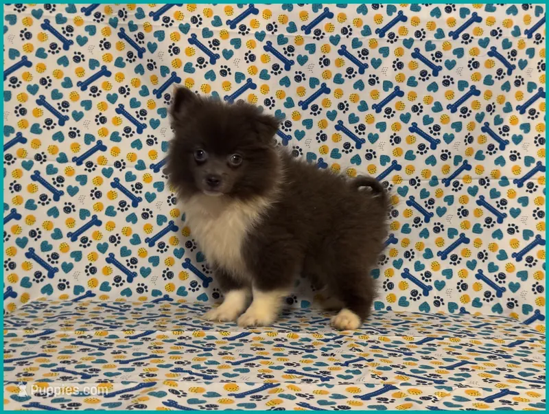 Sonny – American Eskimo, Pomeranian puppy for sale in Clarksville, TN