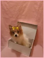 Sydney, a female Pomeranian for sale in Clarksville, TN – 6 of 6