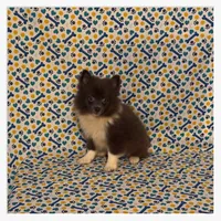 Sonny, a male American Eskimo and Pomeranian for sale in Clarksville, TN – 3 of 3