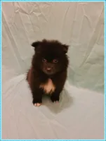 Sammy, a male American Eskimo and Pomeranian for sale in Clarksville, TN – 4 of 5