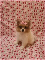Sydney, a female Pomeranian for sale in Clarksville, TN – 3 of 3