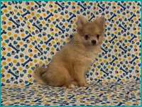 Timmy, a male Pomeranian for sale in Clarksville, TN – 5 of 5