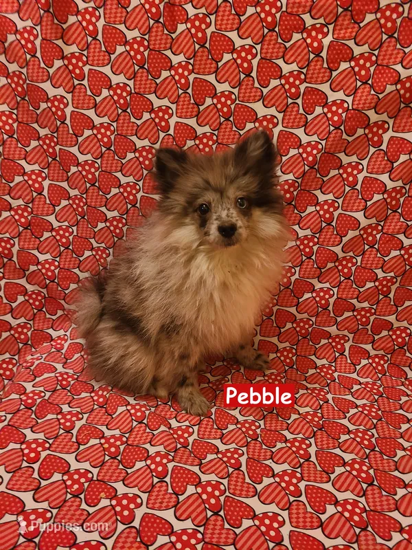 Pebble