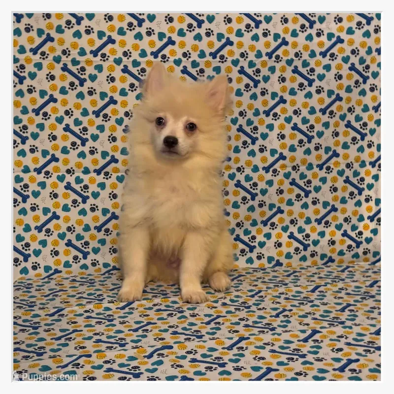 Peter – American Eskimo, Pomeranian puppy for sale in Clarksville, TN