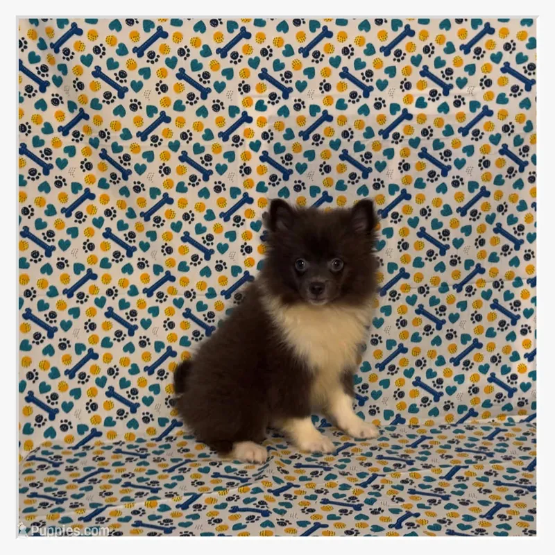Sonny – American Eskimo, Pomeranian puppy for sale in Clarksville, TN