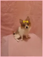 Sydney, a female Pomeranian for sale in Clarksville, TN – 3 of 6