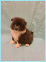 Sonny, a male American Eskimo and Pomeranian for sale in Clarksville, TN – 2 of 2