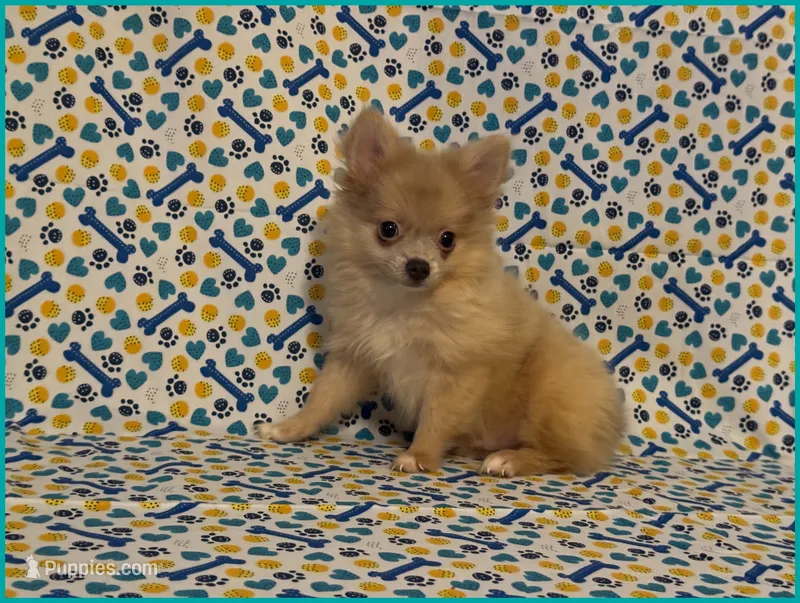 Timmy – Pomeranian puppy for sale in Clarksville, TN