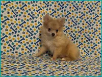 Timmy, a male Pomeranian for sale in Clarksville, TN – 1 of 5