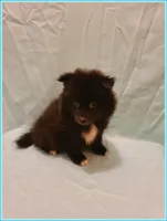 Sammy, a male American Eskimo and Pomeranian for sale in Clarksville, TN – 3 of 5