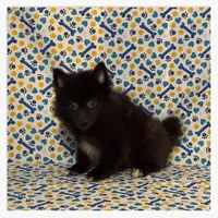 Sammy, a male American Eskimo and Pomeranian for sale in Clarksville, TN – 3 of 3