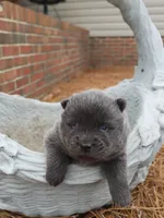 Bluey, a female Chow Chow for sale in Fairmont, NC – 1 of 3