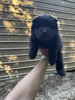 Jedi, a male Chow Chow for sale in Fairmont, NC – 2 of 4