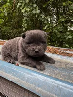 Bluey, a female Chow Chow for sale in Fairmont, NC – 2 of 3