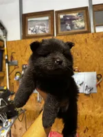 Jedi, a male Chow Chow for sale in Fairmont, NC – 4 of 4