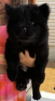 Jedi, a male Chow Chow for sale in Fairmont, NC – 1 of 4