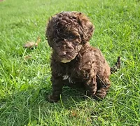 Lilly, Moyen, a female Poodle - Miniature  for sale in Whitewater, WI – 3 of 8