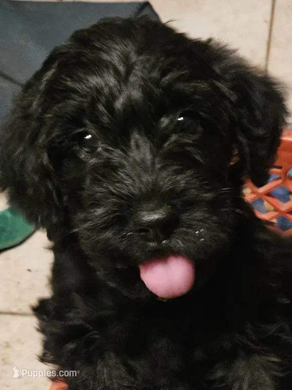 Ebony – Poodle - Miniature  puppy for sale in Whitewater, WI