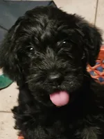 Ebony, Potty, leash, recall, behavior training, a female Poodle - Miniature  for sale in Whitewater, WI – 1 of 9