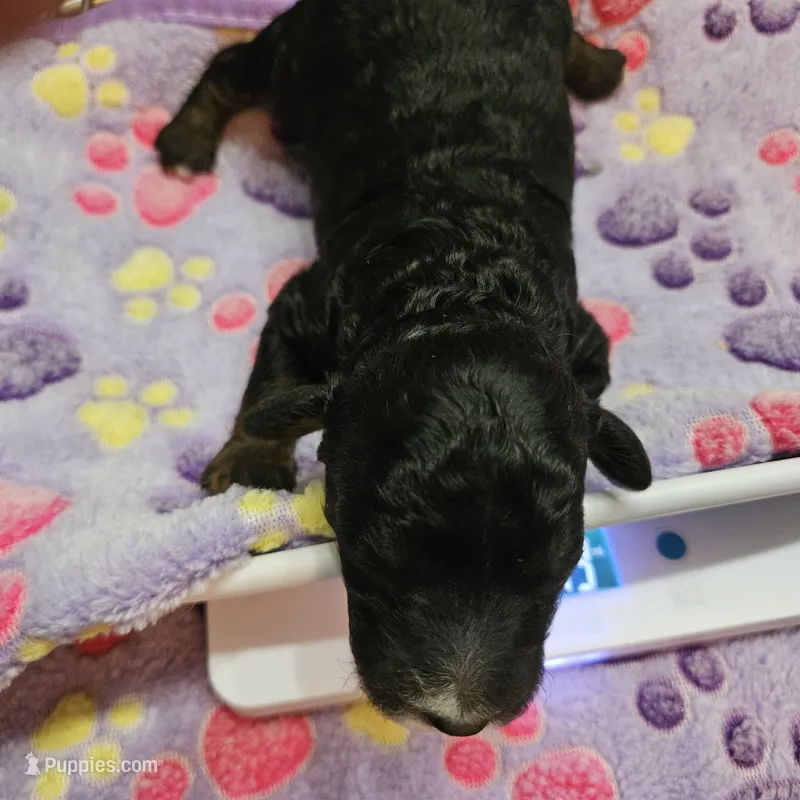 Happy Birthday Bella, Moyen – Poodle - Miniature  puppy for sale in Whitewater, WI