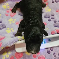 Happy Birthday Bella, Moyen, a female Poodle - Miniature  for sale in Whitewater, WI – 1 of 4
