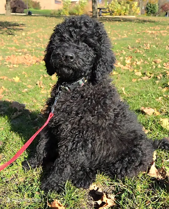Felix, Potty, Leash, Recall, Behavior training – Poodle - Miniature  puppy for sale in Whitewater, WI