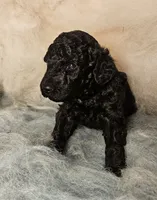 Felix Moyen, a male Poodle - Miniature  for sale in Whitewater, WI – 3 of 8