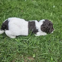  Troy Moyen, a male Poodle - Miniature  for sale in Whitewater, WI – 4 of 9
