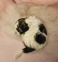 3 Mini , a female Poodle - Miniature  for sale in Whitewater, WI – 3 of 5